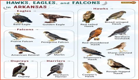 Falcons Of Ocala - Lighting Fast Flyers